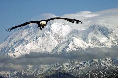 Arctic Fjord Sightseeing by Mini Bus
