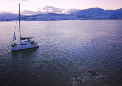 Orcas in Tromso