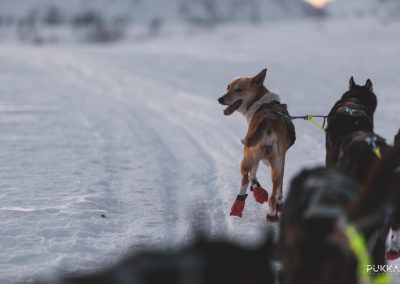 19_01_18_Dog_Sledding_050
