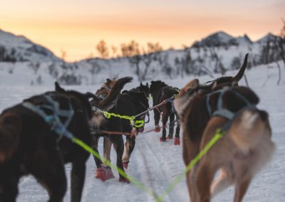 DogSledding_Max Lander_PukkaTravels Watermark-15